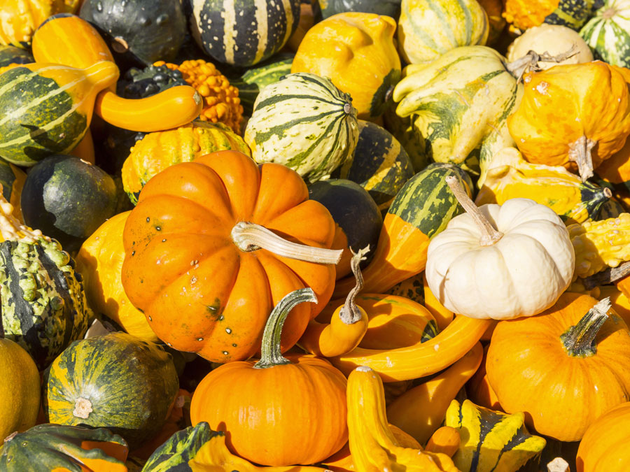 gourds-funfacts